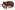 [Halliellara squamipes] (Curculionidae: Curculioninae). Endemic Image