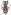 [Heterotyles argentatus] (Curculionidae: Cyclominae). Endemic Image