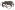 [Heterotyles argentatus] (Curculionidae: Cyclominae). Endemic Image