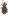 [Hygrochus] sp. (Curculionidae: Entiminae). Image