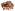 [Maneneacalles concinnus] (Curculionidae: Curculioninae). Endemic Image