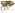 [Mecistostylus douei] (Curculionidae: Curculioninae). Endemic Image
