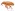 [Neomycta pulicaris] (Curculionidae: Curculioninae). Endemic Image