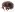 [Neosyagrius cordipennis] (Curculionidae: Cyclominae). Adventive? Image