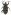[Nothaldonus peacei] (Curculionidae: Curculioninae). Endemic Image