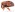 [Notinus cordipennis] (Curculionidae: Curculioninae). Endemic Image