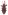 [Novitas dispar] (Curculionidae: Cossoninae). Endemic Image