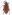 [Oreocalus] sp. (Curculionidae: Curculioninae). Image