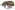 [Paelocharis corpulentus] (Curculionidae: Entiminae). Endemic Image