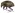 [Psepholax sulcatus] (Curculionidae: Curculioninae). Endemic Image
