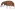 [Rhopalomerus fucosus] (Curculionidae: Curculioninae). Endemic Image