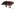 [Scolytus multistriatus] (Curculionidae: Scolytinae). Adventive Image