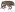 [Sosgenes longicollis] (Curculionidae: Cyclominae). Endemic Image