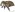[Tysius bicornis] (Curculionidae: Curculioninae). Endemic Image