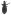 [Zenagraphus metallescens] (Curculionidae: Entiminae). Endemic Image