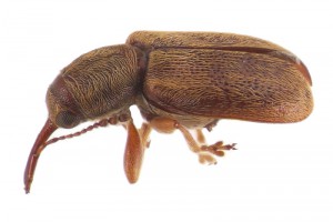 Family Nemonychidae