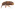[Rhinorhynchus rufulus] (Nemonychidae: Rhinorhychinae). Endemic Image