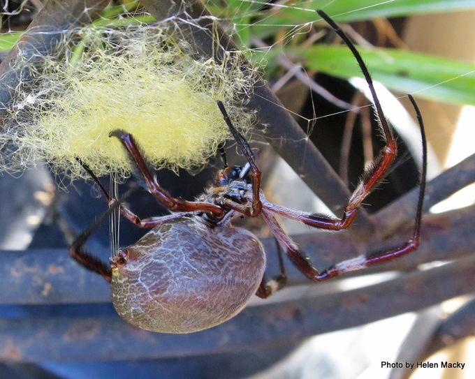 Golden orbweb spider [Nephila edulis] with egg sac. Image: Helen Macky, CitSciHub.nz