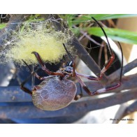 Golden orbweb spider egg sac