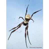 Golden orbweb spider