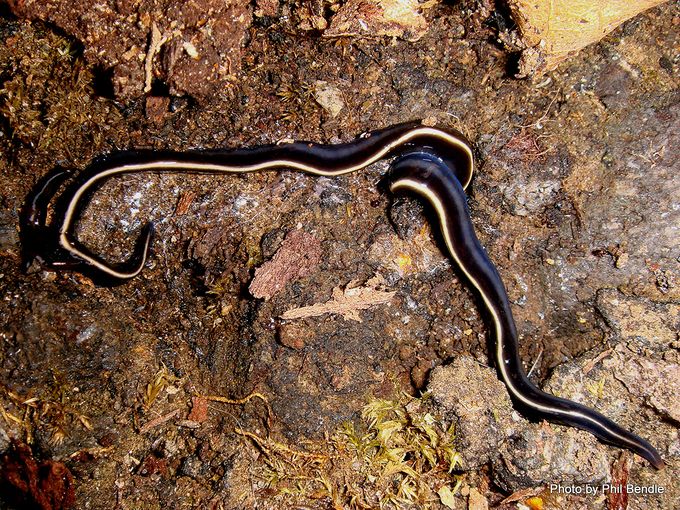 Flatworm from family Geoplanidae. Image: Phil Bendle Collection CitSciHub.nz 