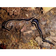 Flatworms 