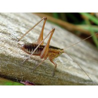 Field grasshopper