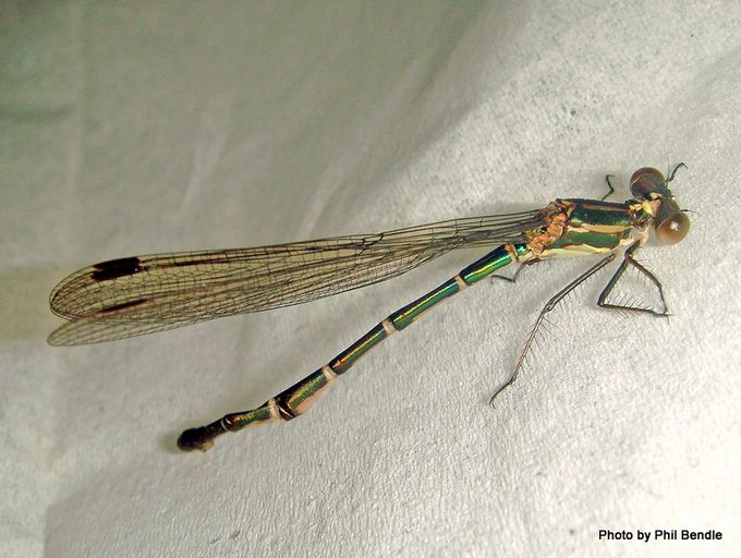 Damselfly [Austrolestes colensonis] (female). Image: Phil Bendle Collection CitSciHub.nz