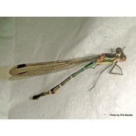 Damselfly 