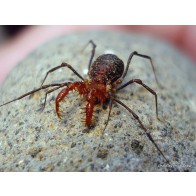 Harvestman