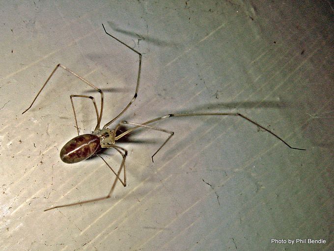  Daddy long-legs spider / Te pūngāwerewere ‘pāpā waewaeroa’[Pholcus phalangiodes] Image: PhilBendle Collection, CitSciHub.nz