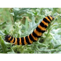 Cinnabar moth caterpillar