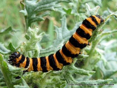 Caterpillar of the cinnabar moth, [Tyria jacobaeae] Image: Caricato da Jensbn CC-BY 3.0
