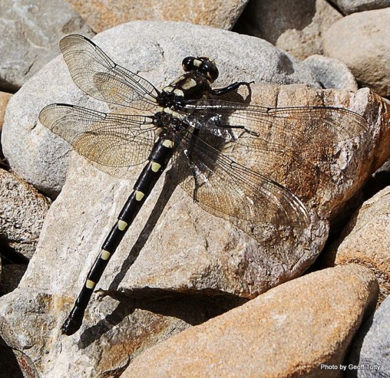 Giant dragonfly [Uropetala carovei]  Image: Geoff Tutty, Phil Bendle Collection CitSciHub.nz 