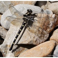 Giant dragonfly