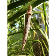 Common bagmoth larva