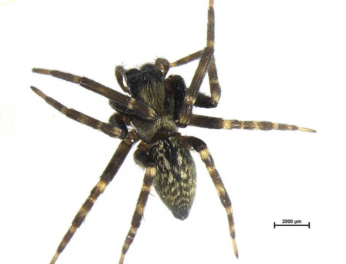 Grey house spider /Te pūngāwerewere kiwikiwi noho whare [Badumna longinqua]. Image: Campoplex  (CC-BY-4.0) 