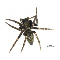 Grey house spider
