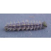 Yellow admiral caterpillar