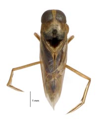Backswimmer / Te pepeke kaukiore