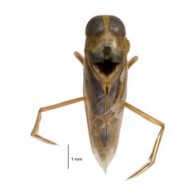 Backswimmer 