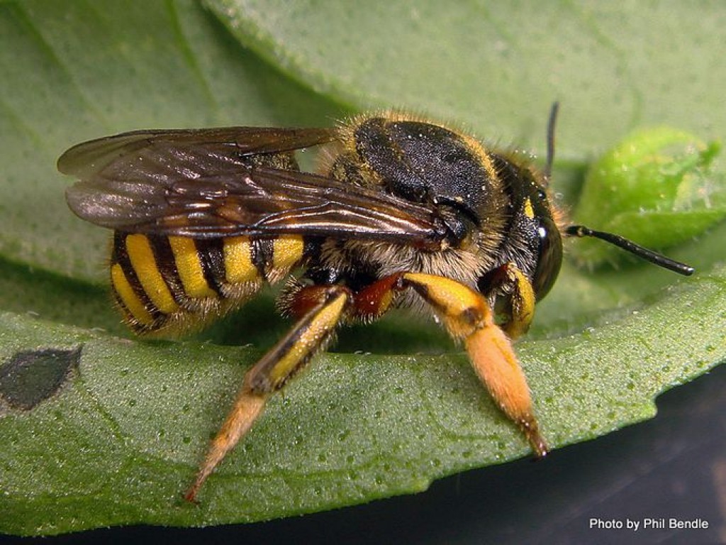 Wool carder bee » Manaaki Whenua