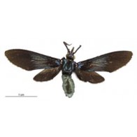 Banana moth