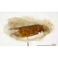Banana moth pupa