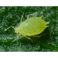 Aphids/greenfly