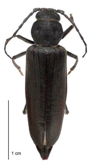 Burnt Pine longhorn beetle / Te pihiroa paina wera