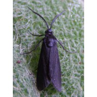 Bamboo moth