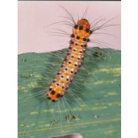 Bamboo moth caterpillar