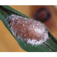 Bamboo moth pupa