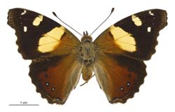 [Vanessa itea] adult. Image: Birgit Rhode, Manaaki Whenua – Landcare Research / CC-BY